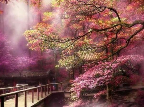 探索罂粟花的别名是的知识星球,开启知识新旅程!